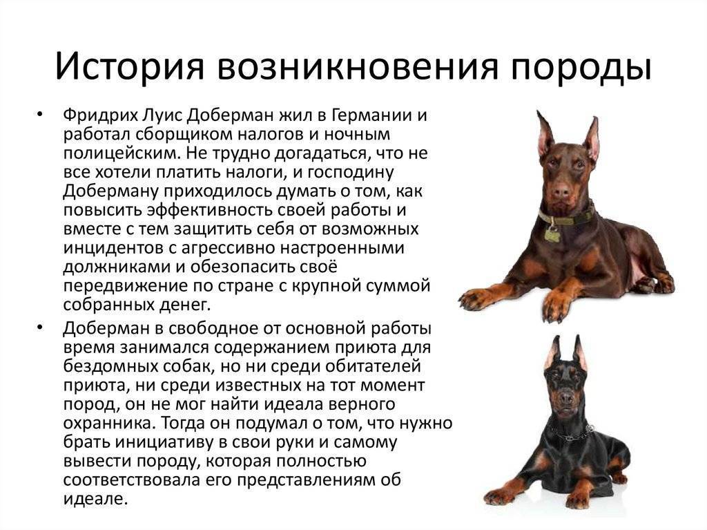 Доберман - описание породы с фото, характер, дрессировка, уход и отзывы