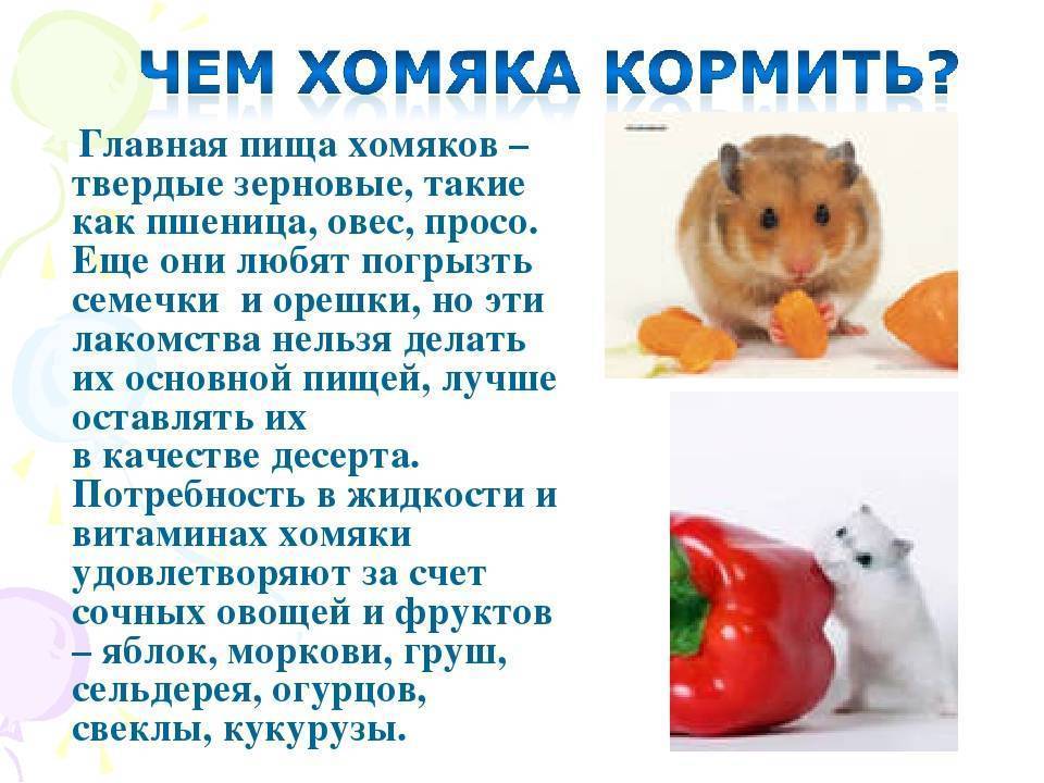ᐉ можно ли хомякам морковь: польза и опасность для джунгарских и сирийских пород - zoopalitra-spb.ru