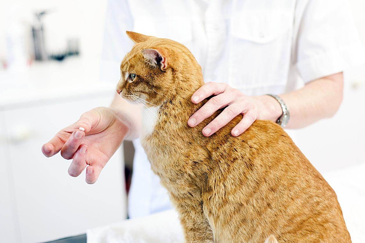 Можно ли глистогонить беременную кошку: безопасные ветпрепараты