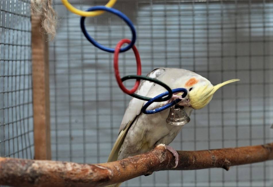 Жердочки для волнистых попугаев - как сделать жердочки для попугая из дерева
