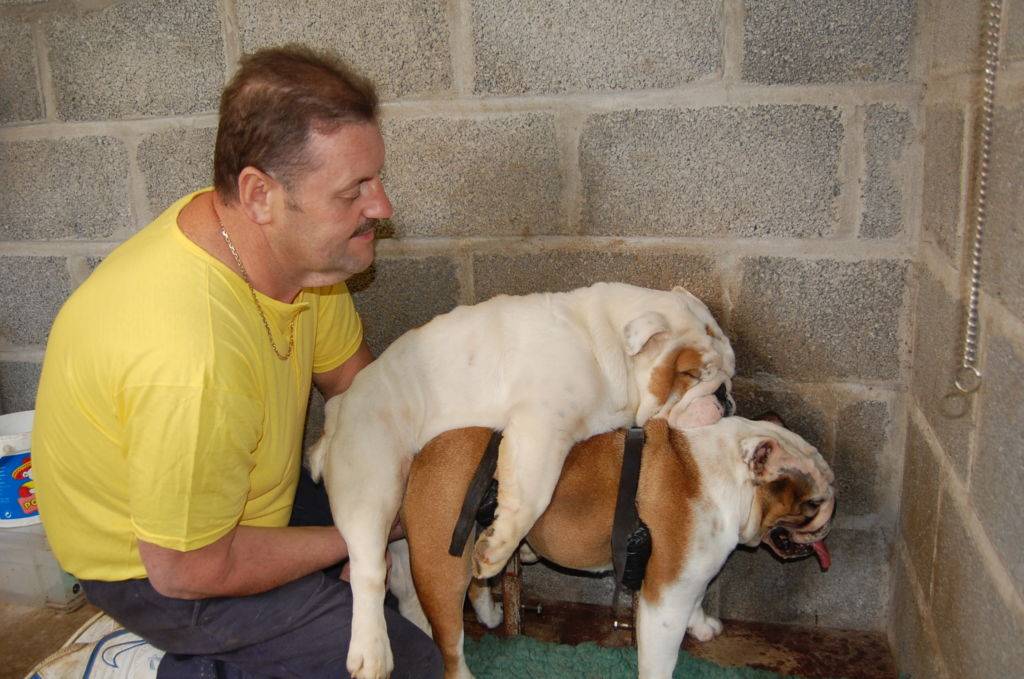 английский бульдог