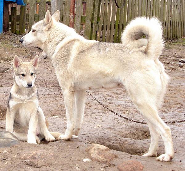 Западносибирская лайка: описание породы, характеристика, выбор щенка