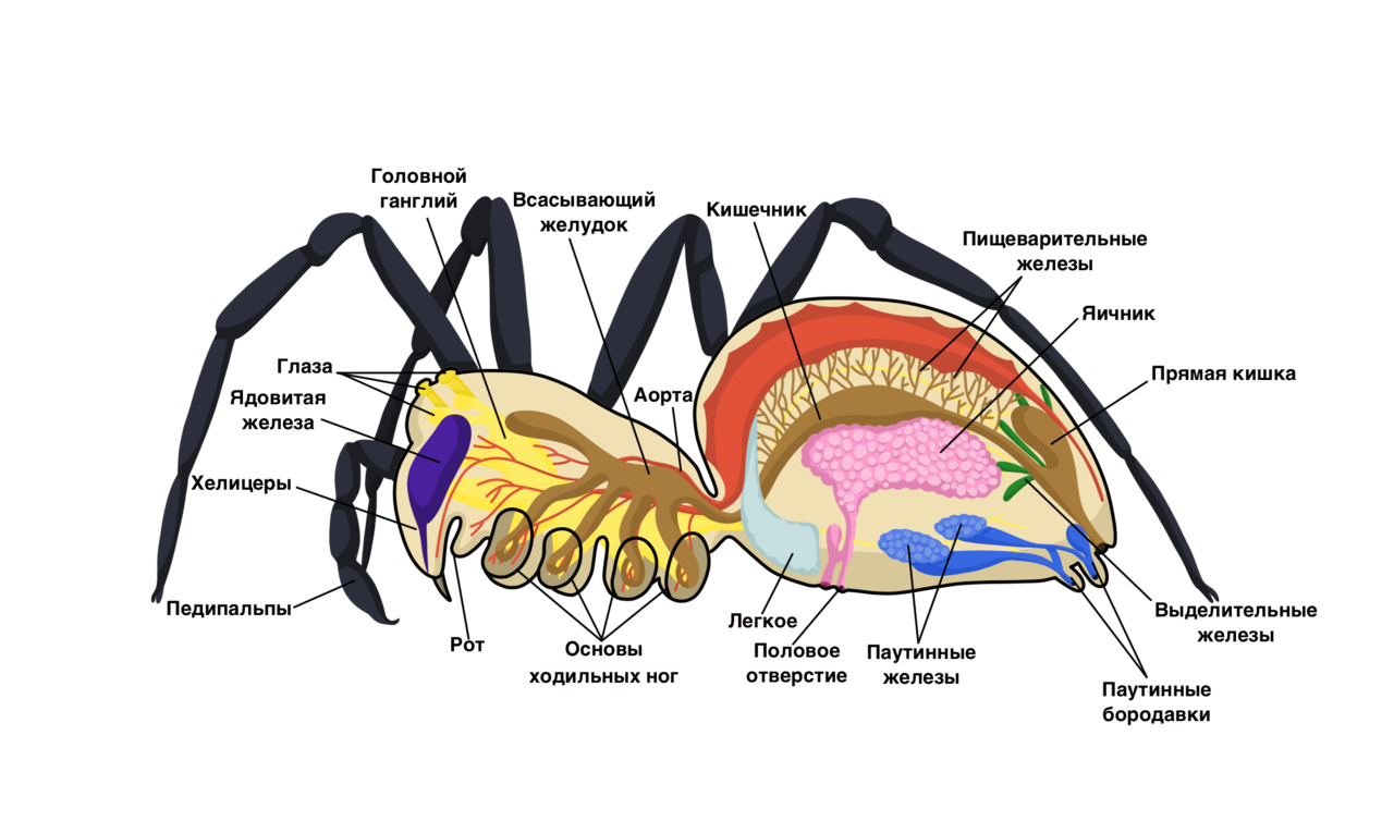 Анатомия паука. Паукообразные строение паука. Строение паука птицееда схема. Педипальпы паука строение. Внутреннее строение паука птицееда.