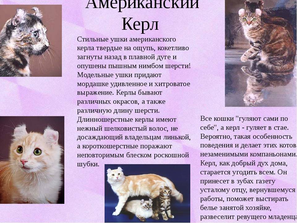 Чем покоряет хозяев американский керл – кошка с завивающимися ушами - мир кошек