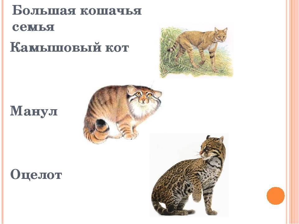 Камышовый кот фото описание, экстерьер, здоровье и содержание в неволе