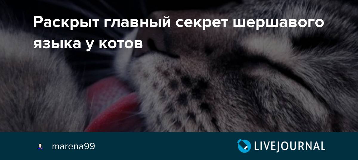 Почему у кошек такой шершавый язык | кот и кошка