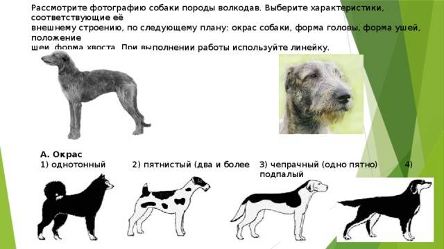 Миттельшнауцер: фото и описание породы собак
миттельшнауцер: фото и описание породы собак