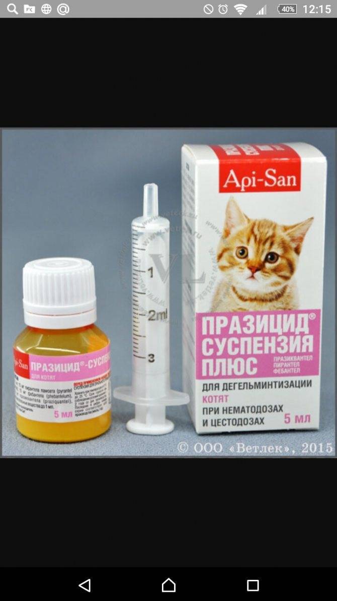 Можно ли глистогонить беременную кошку: таблетки и суспензии