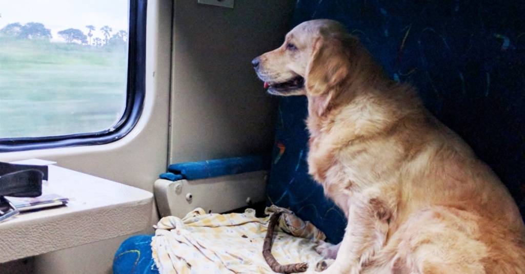 Новые правила перевозки мелких и крупных собак в поездах ржд по россии: дальнего следования, высокоскоростных поездах