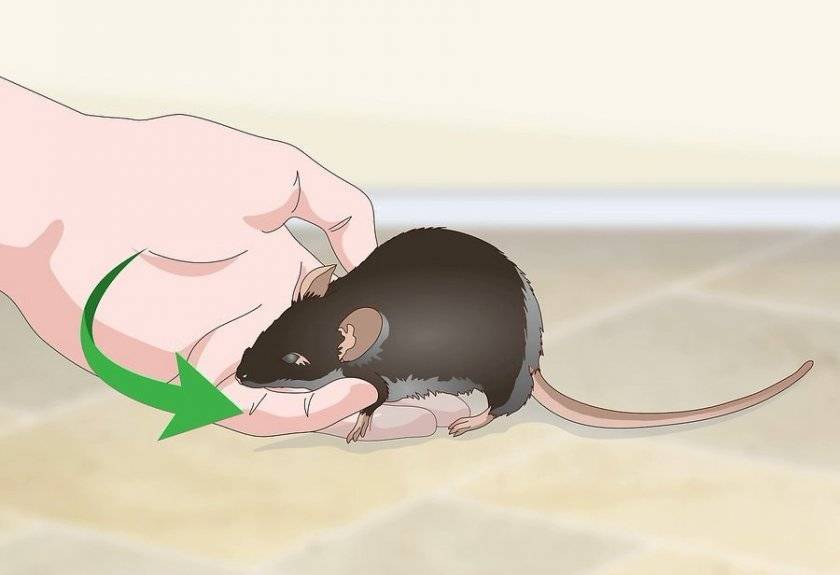Что делать при укусе крысы