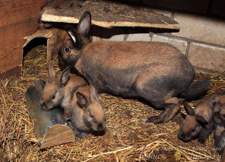Тюрингенский кролик: характеристика, описание породы, правила ухода
