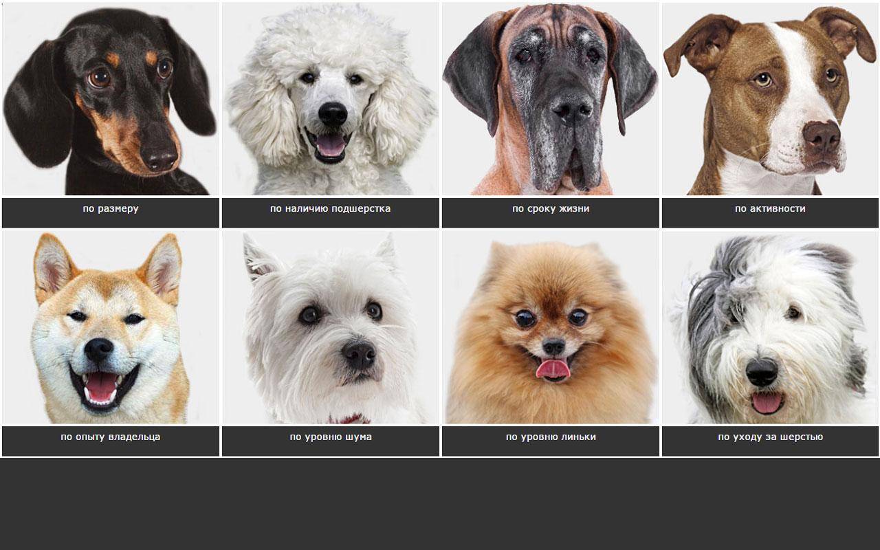 Породы собак с фотографиями и названиями средних и маленьких размеров для дома