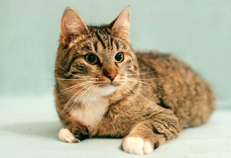Калифорнийская сияющая кошка - описание породы, фото, характер, отзывы