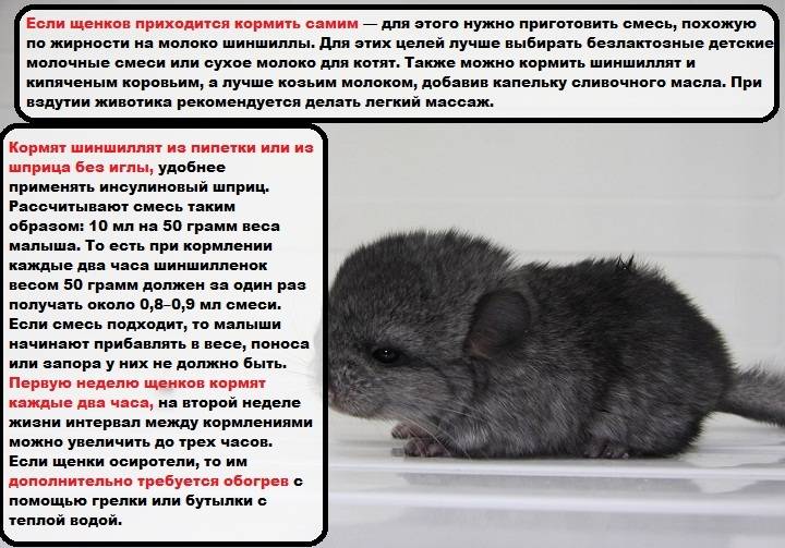 Шиншилла в домашних условиях: уход, содержание и продолжительность жизни