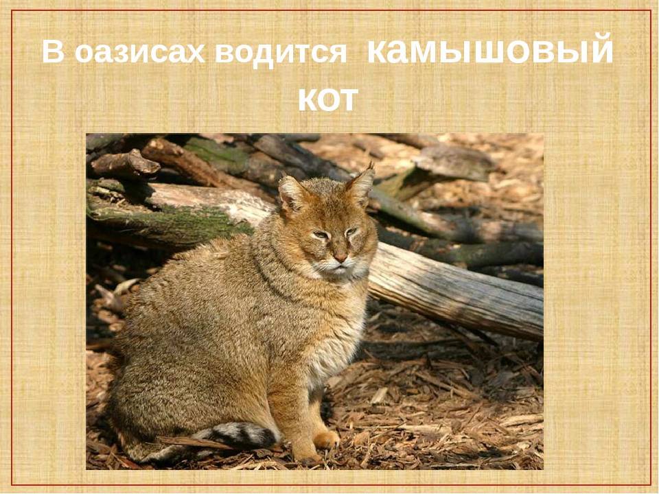 Проект камышовый кот