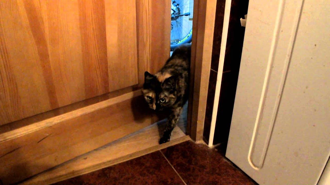 Как отучить кота метить на дверь?