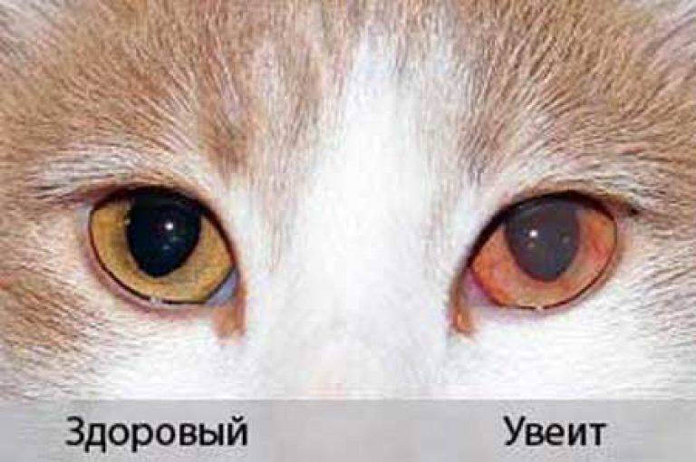 Бельмо на глазу у кошки: причины, диагностика и способы лечения | ваши питомцы