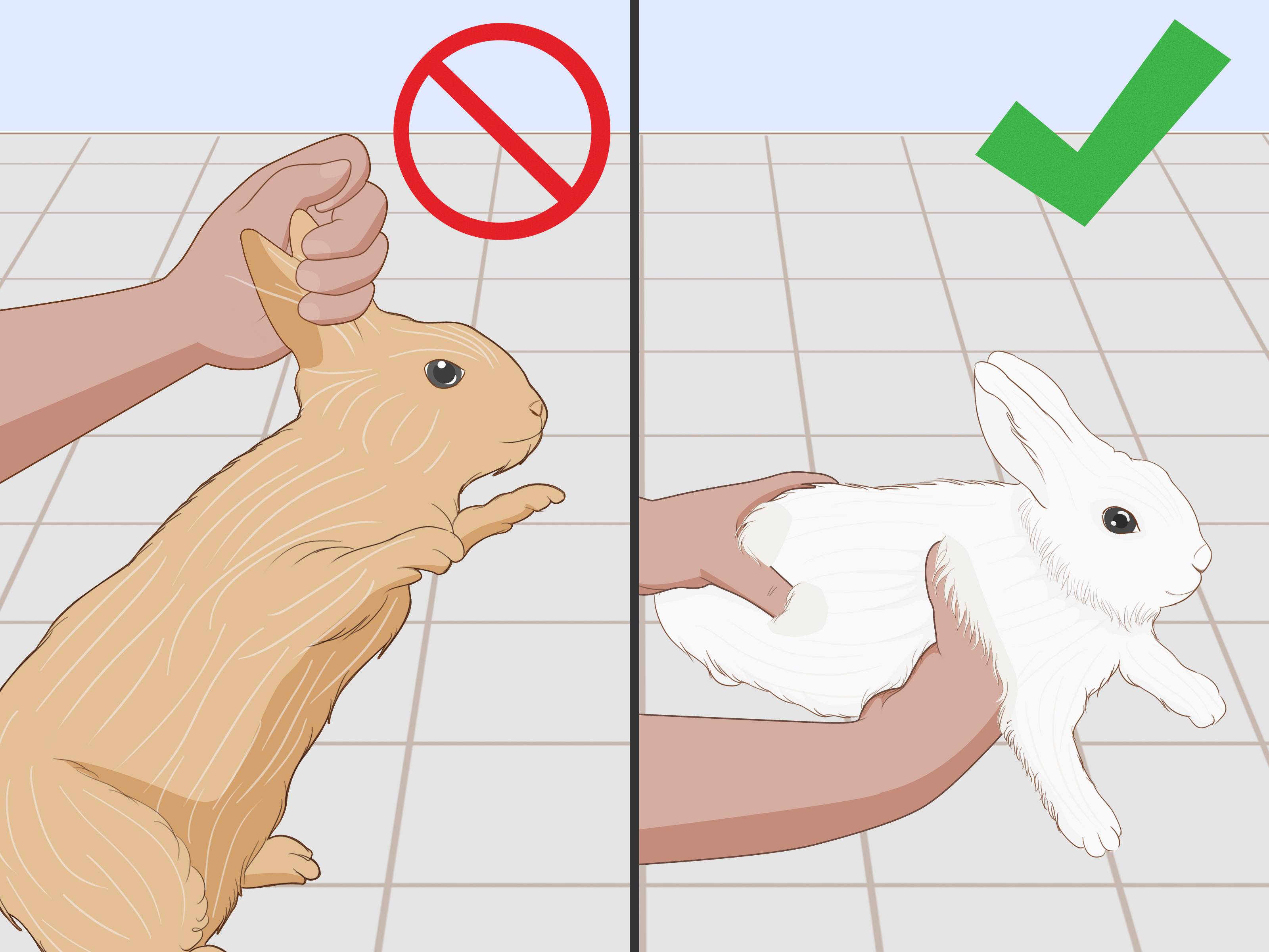 Можно ли поднимать кроликов за уши