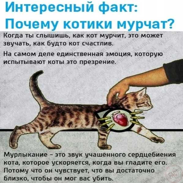 Почему кошки едят своих котят