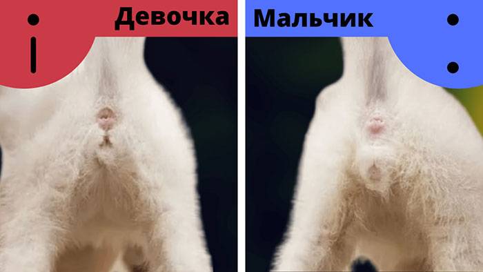 Как можно определить пол котенка: надежные методы отличить девочку от мальчика