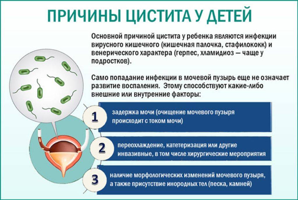 Почему собака часто мочится: причины учащенного мочеиспускания