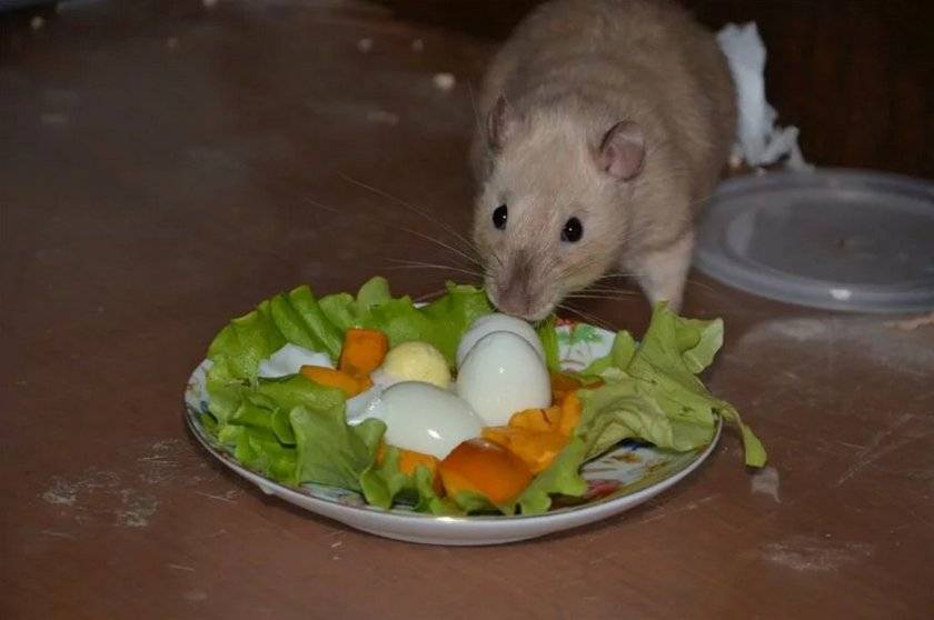 Крысам можно салат. Питание для крысок. Крысы домашние. Еда для крыс домашних.