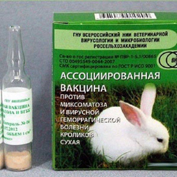 Миксоматоз у кроликов: лечение в домашних условиях, вакцина, можно ли есть мясо больных, симптомы, фото