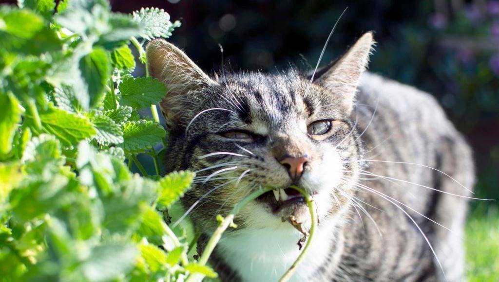 9 цветов и растений, которые не любят кошки | ваши питомцы