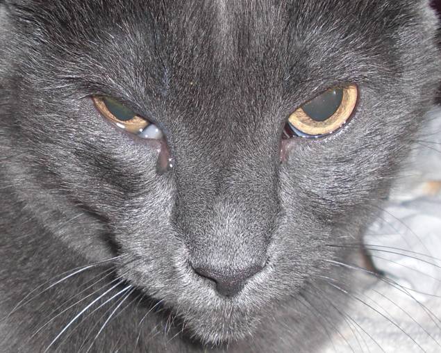 У котёнка гноятся глаза: чем лечить и что делать в домашних условиях  - mimer.ru