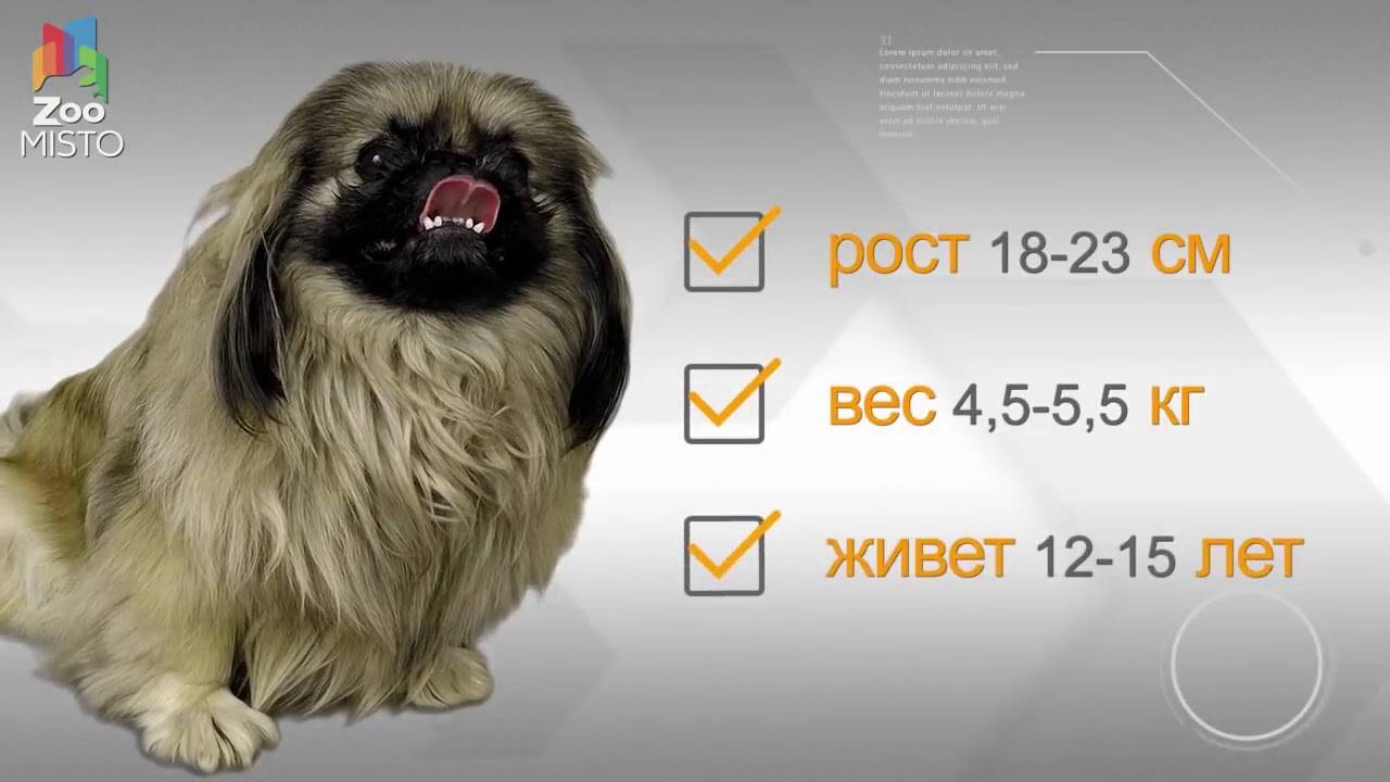ᐉ сколько лет живут пекинесы собаки? - zoomanji.ru