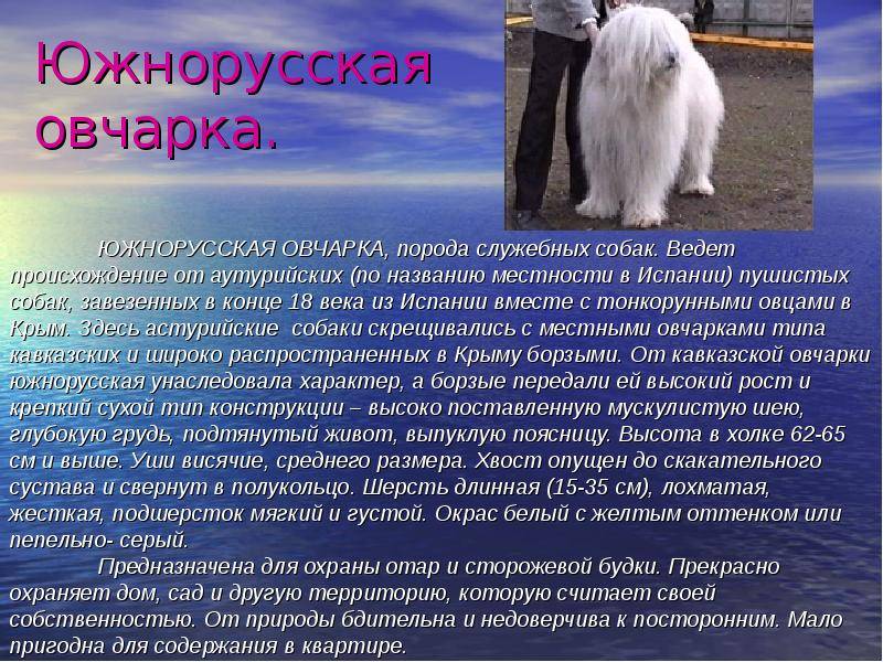 Южнорусская овчарка - описание породы собак с фото и видео южака