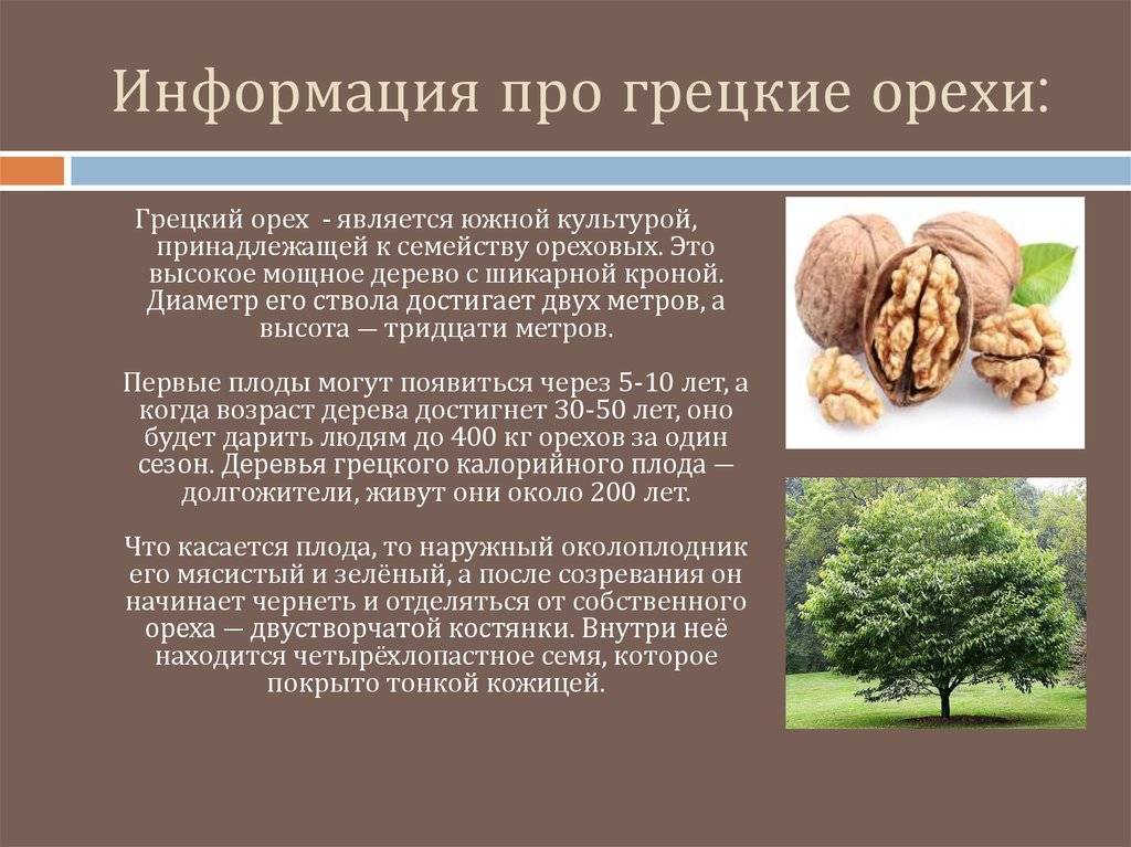 Чем подкормить грецкий орех весной, летом и осенью