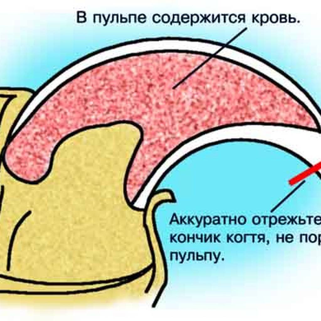 Как подстричь когти морской свинке в домашних условиях: пошаговая инструкция