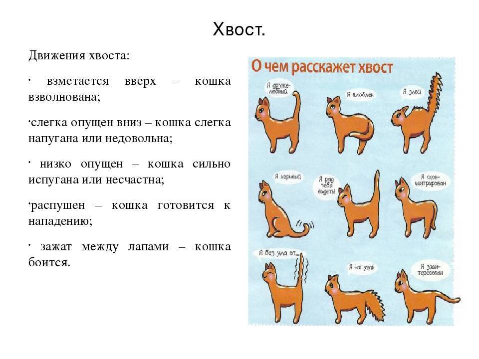 Почему кот часто трясет хвостом. язык тела и поведение кошки. кошка виляет хвостом из стороны в сторону как собака и мурчит