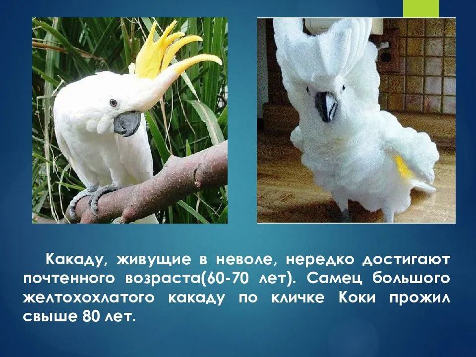 Сколько живут попугаи и как можно продлить их жизнь