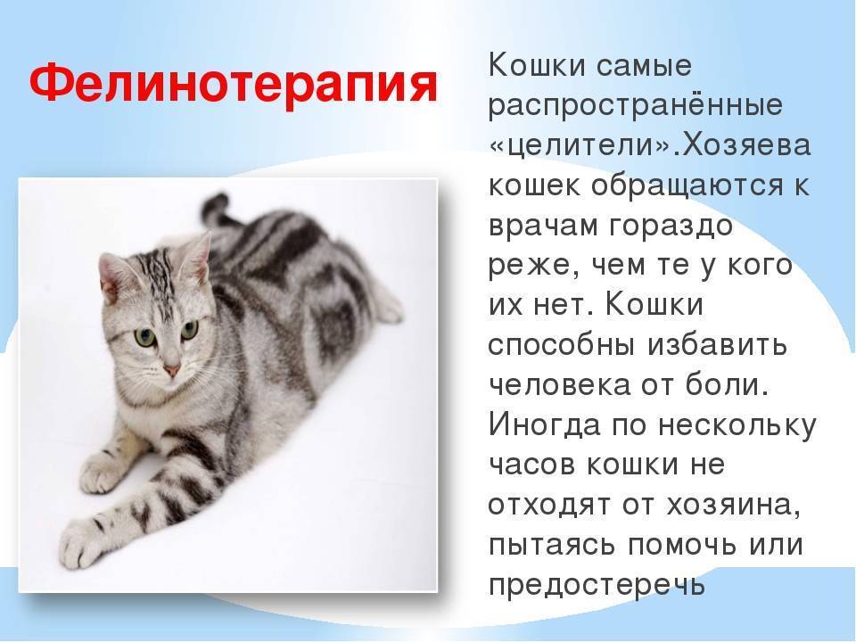 Фелинотерапия или какие болезни людей лечат кошки