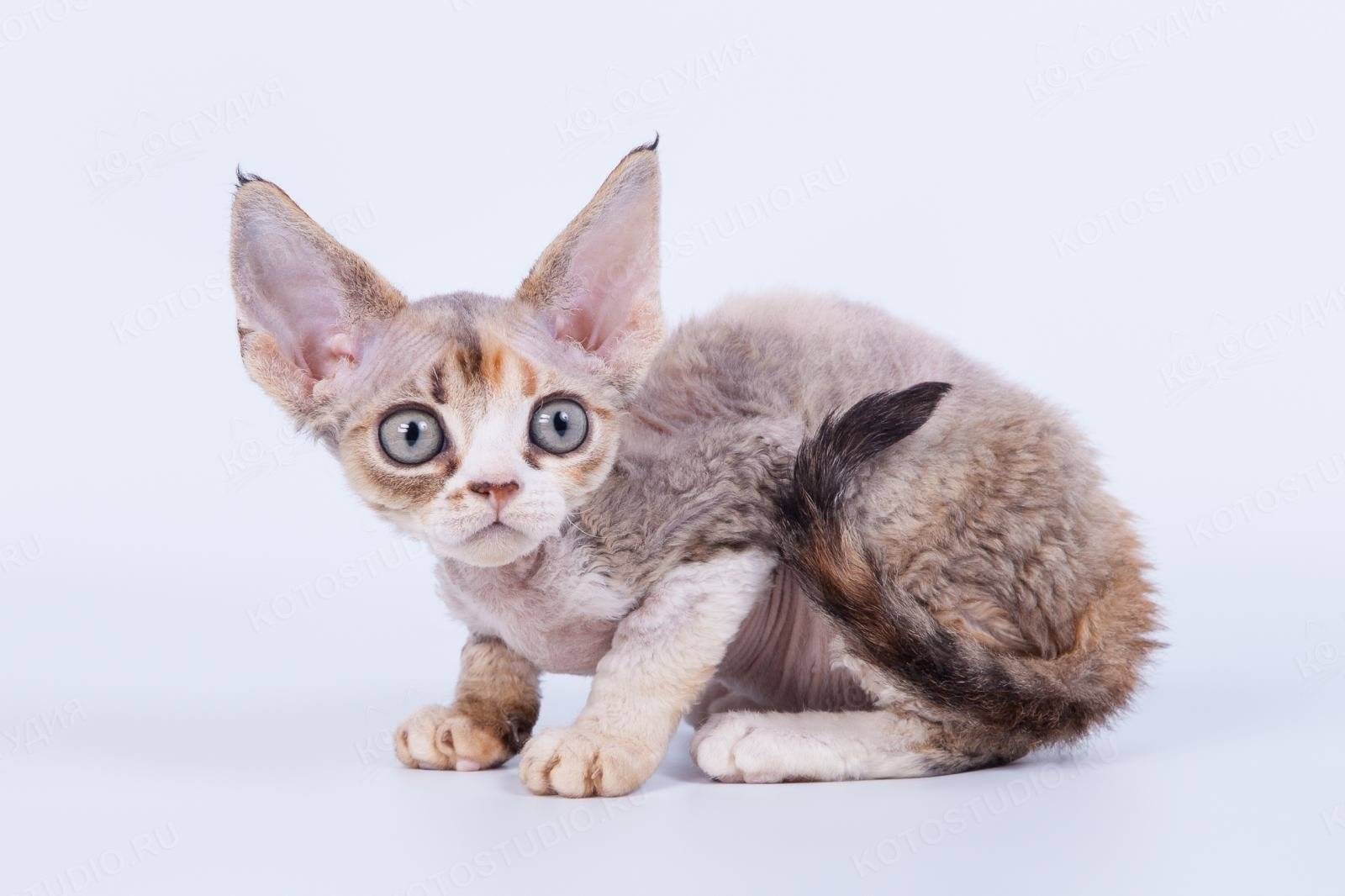 Девон-рекс: описание породы, фото кошки, стандарты и окрасы, отзывы и сколько живут?