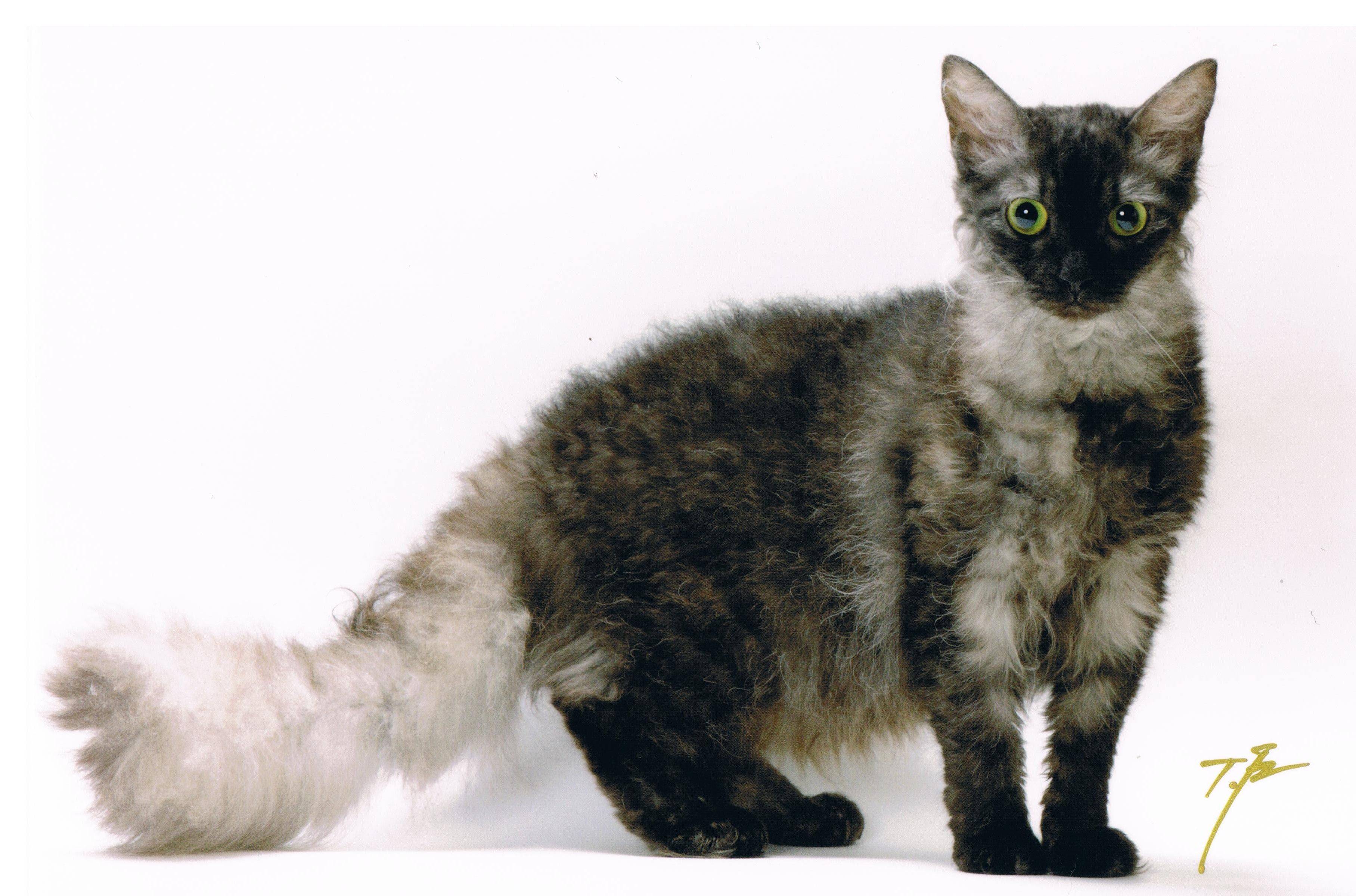 Лаперм: фото, описание, стандарт, окрас, характер породы кошек