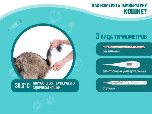 Как измерить температуру кошке