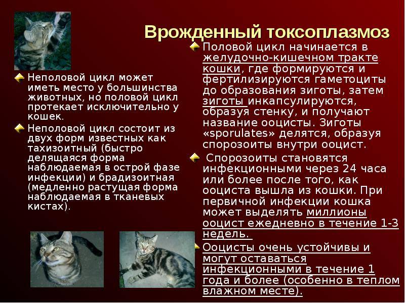 Токсоплазмоз у кошек