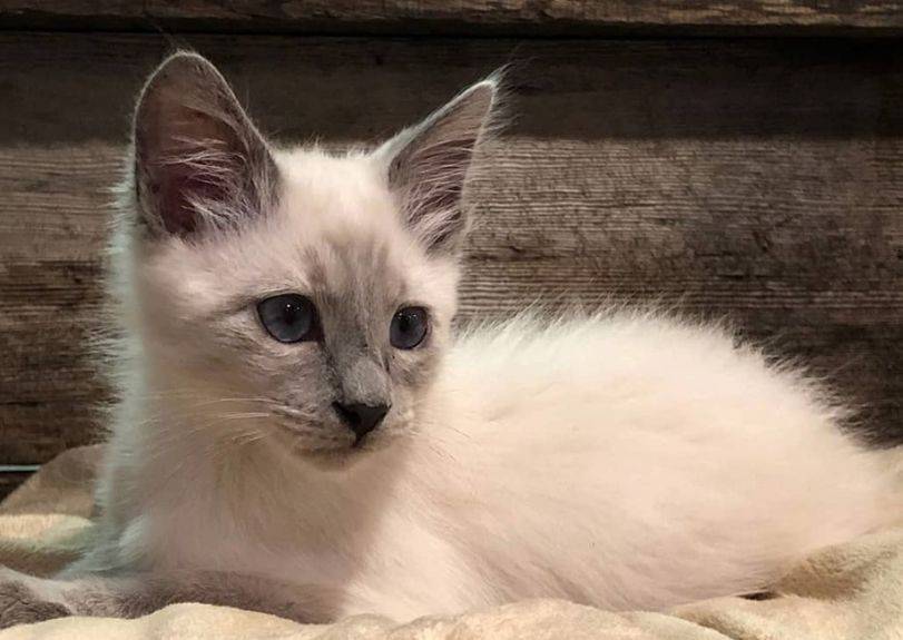 Балинезийская кошка