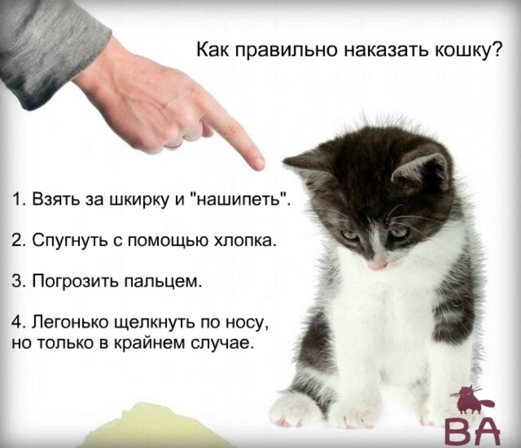 Собака гадит где попало: 6 причин, что делать, как отучить