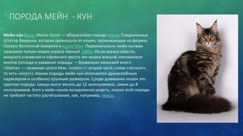 Характер породы мейн-кун, описание поведения, повадки и темперамент мейн-кунов | кошки - кто они?