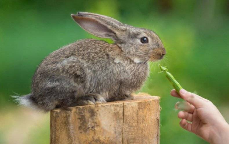 Можно ли кроликам горох: введение в рацион, польза или вред, правила кормления