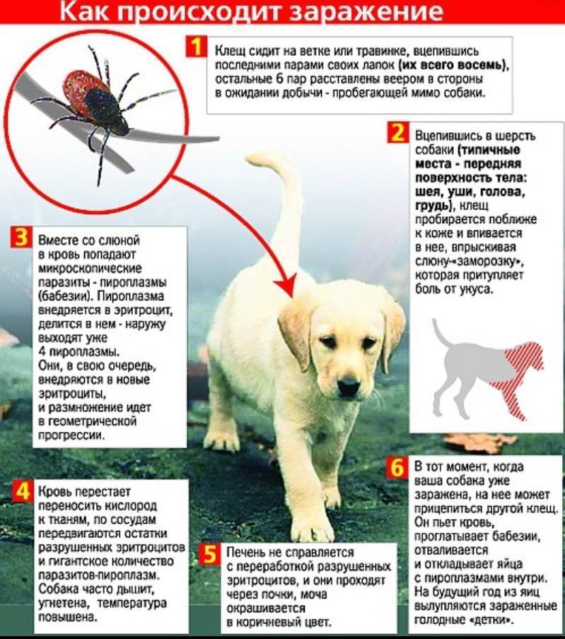 Болезнь собак от укуса клеща, симптомы у собаки после укуса клеща - лечение в zoostatus
