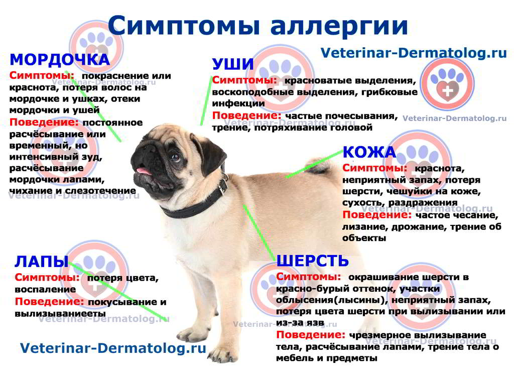 Межпальцевый дерматит собак