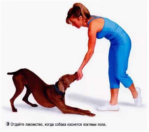 Обучение собаки командам