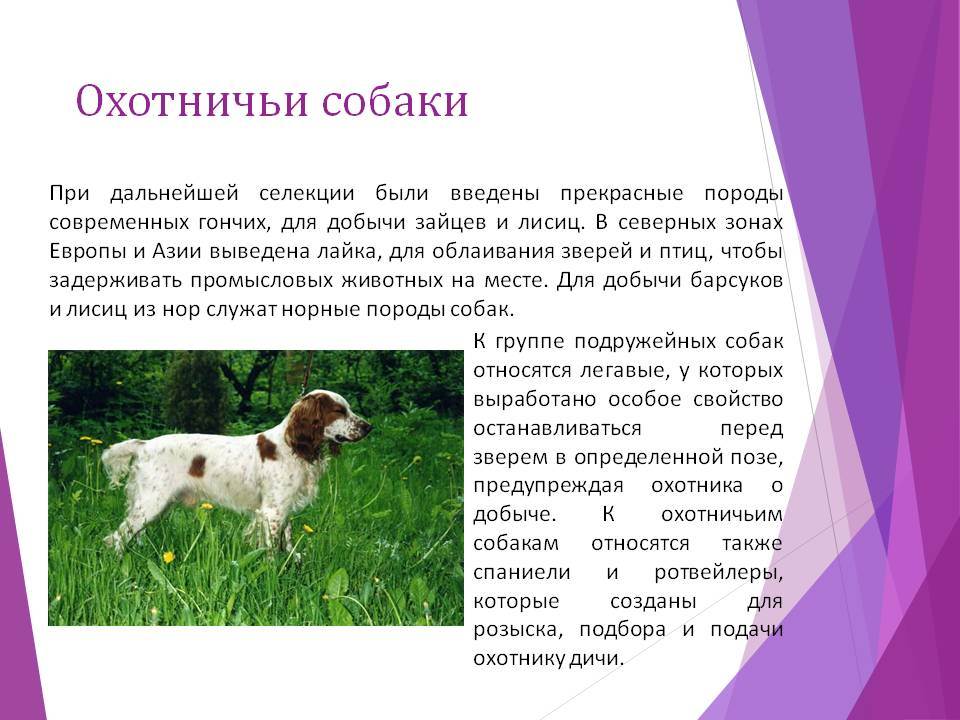 Охотничьи собаки: разновидности, характеристика, обучение