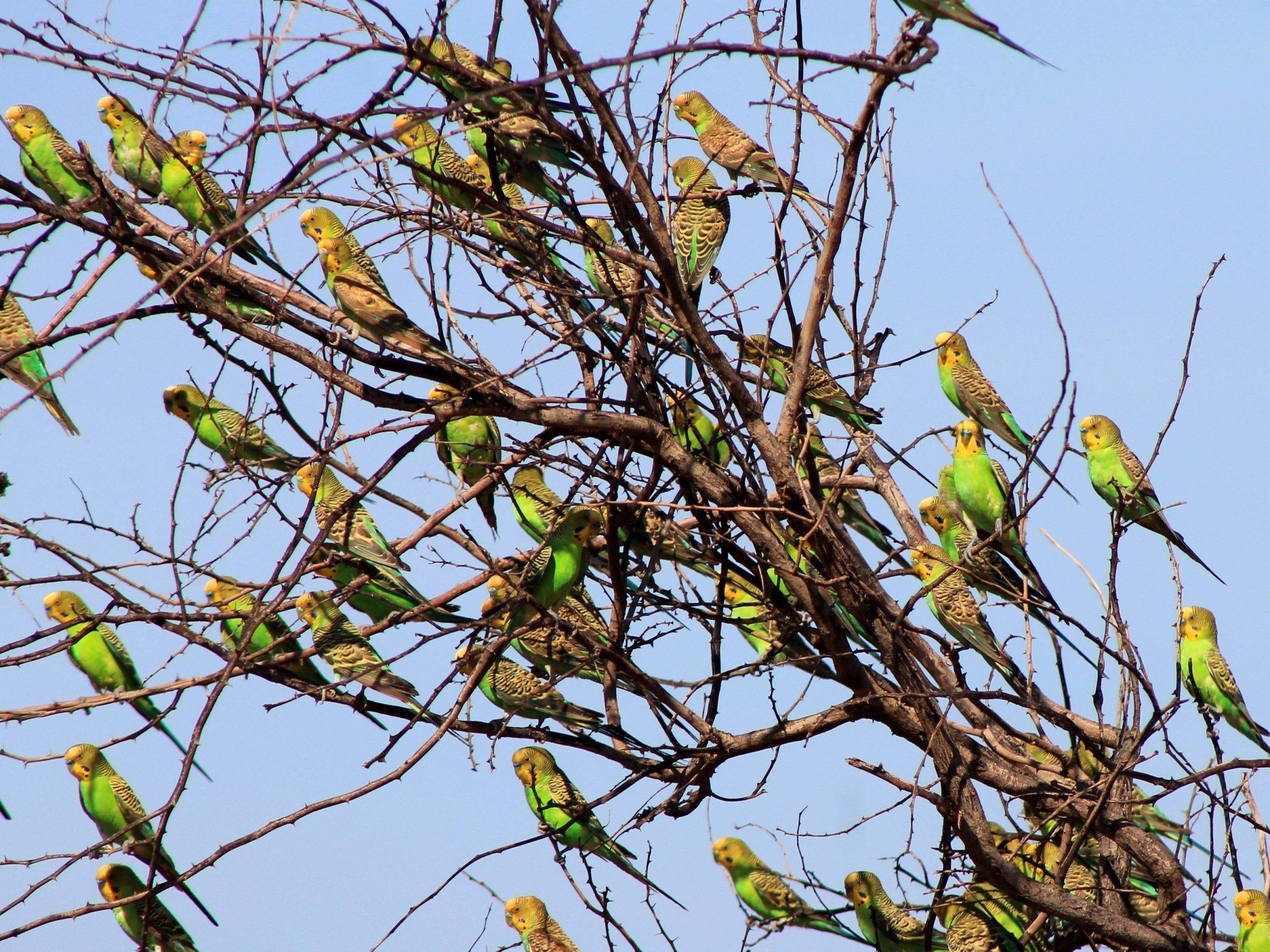 Дикие волнистые попугаи: о жизни, повадках и местах обитания