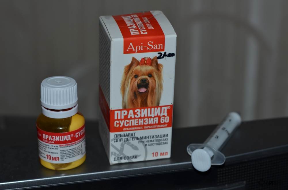 Перед прививкой собаки: можно ли кормить и как подготовить